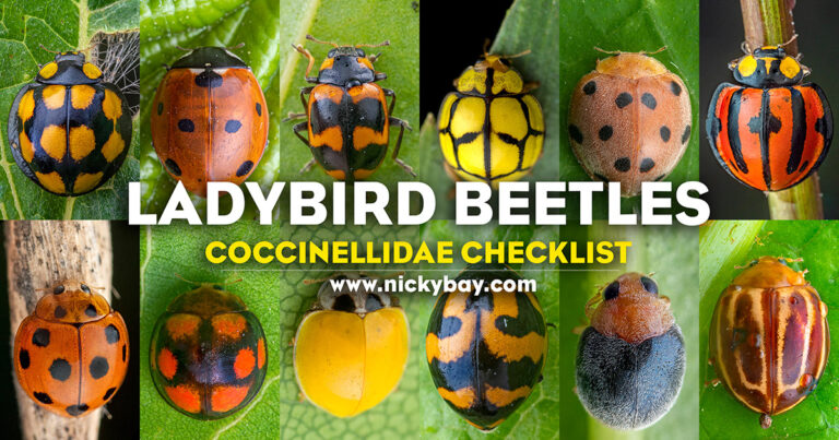 Coccinellidae Checklist: Ladybird Beetles - Macro Photography by Nicky Bay