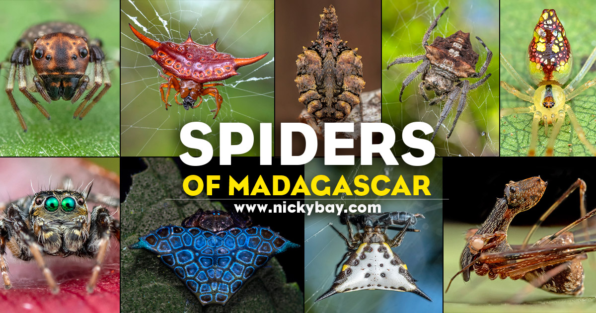 Ten New Spider Species Found in Madagascar