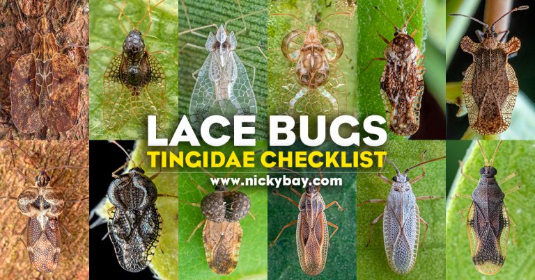 Tingidae Checklist: Lace Bugs - Macro Photography by Nicky Bay