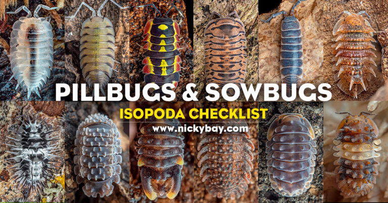 Pillbugs & Sowbugs: Isopoda Checklist - Macro Photography by Nicky Bay